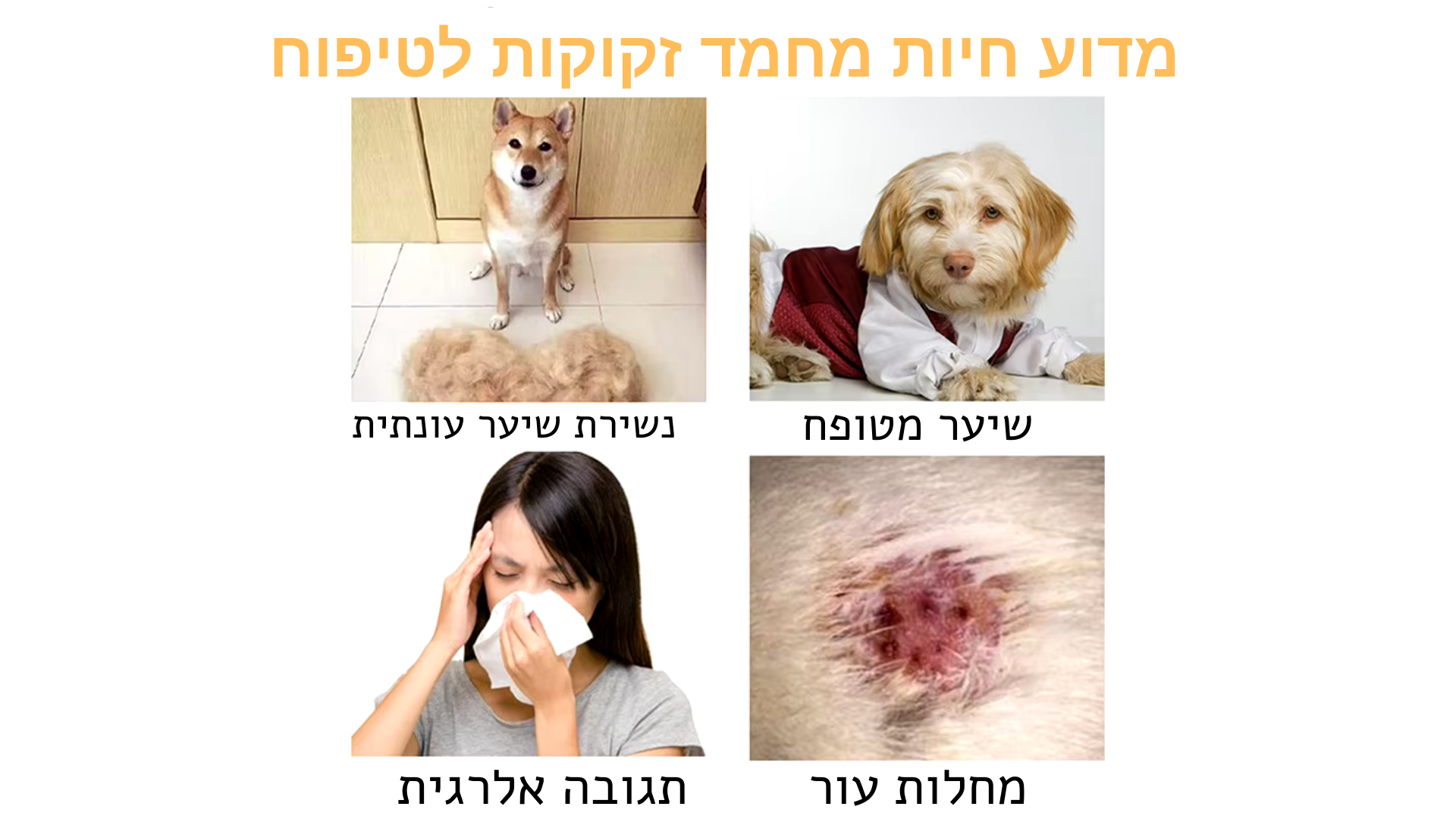 המסרק המושלם לכלב שלכם! 🐾