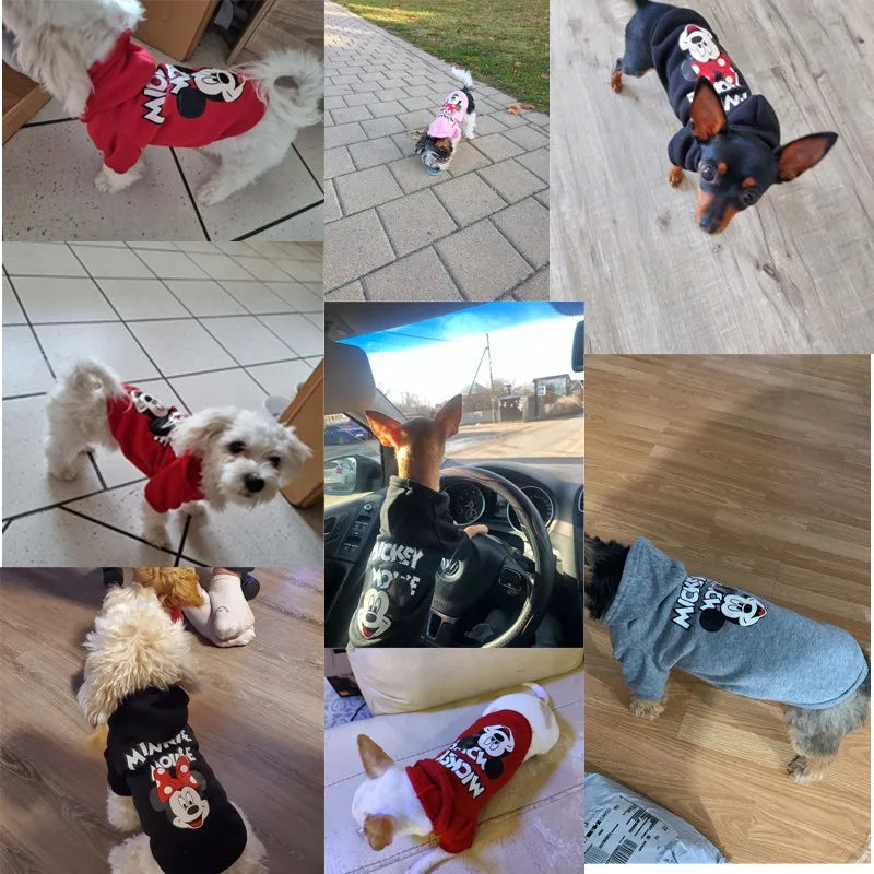 קפוצון לכלב